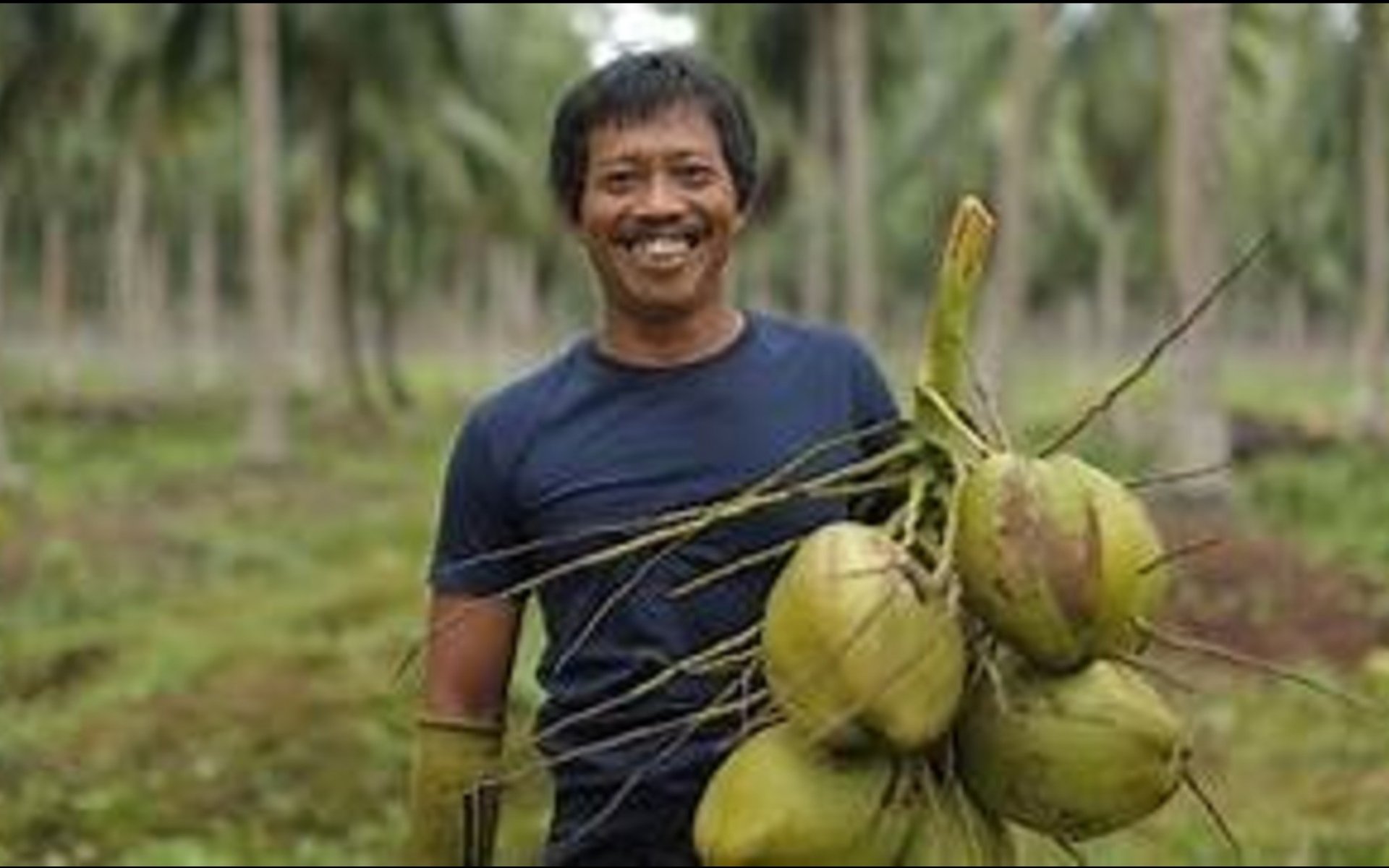 Talking about quality coconuts, you will get them at Rumah Palapa