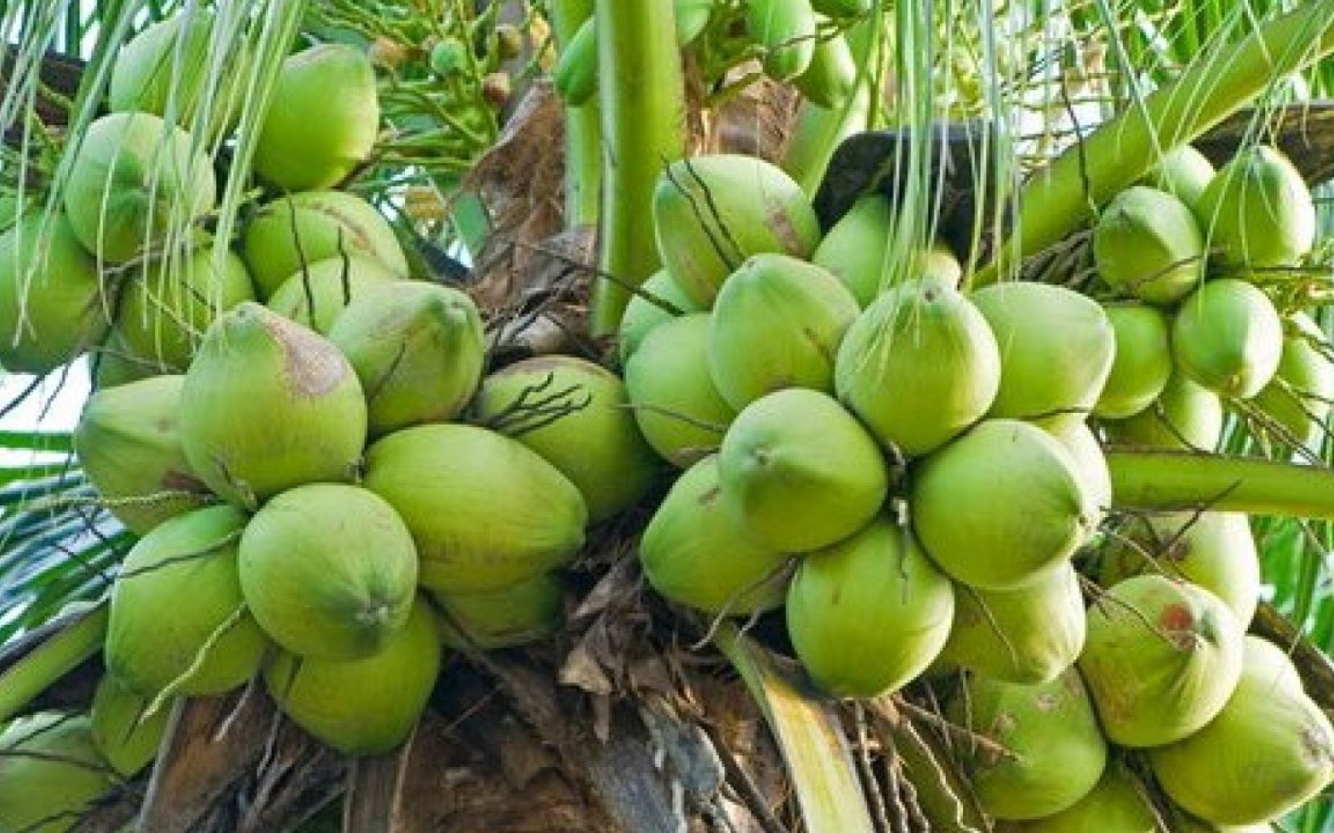 Talking about quality coconuts, you will get them at Rumah Palapa
